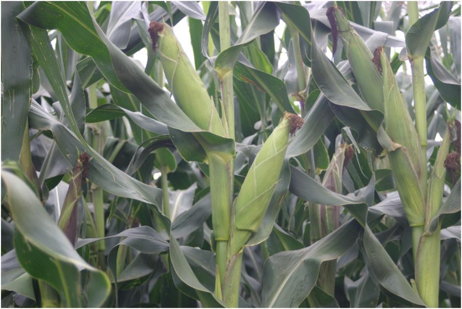 DH08 Maize