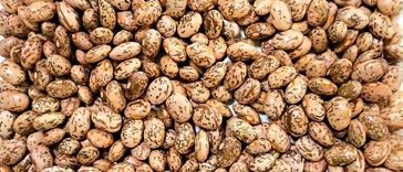 Mwitemania Beans GLP 92