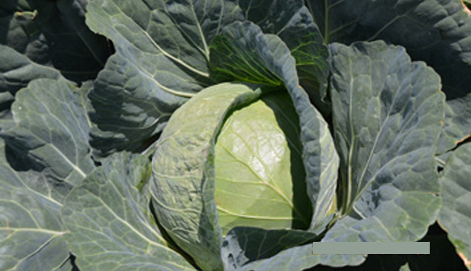 Chairman F1 Cabbage